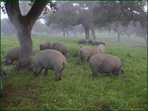 Porcs dans le p�turage